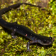 The southern gray-cheeked salamander roaming the forest floor.